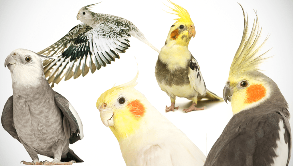 オカメインコの品種名 オカメインコ大百科