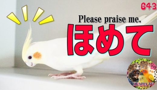 飼い主に「褒めろ」と要求するオカメインコ643 Cockatiel  sings on the owner’s head.