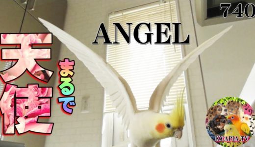 空から来た天使・褒められると羽を広げるオカメインコが美しい｜可愛い動物癒し動画740 Beautiful Cockatiel Bird