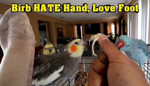 鳥さんトレーニング解説～オカメインコの歌～Bird Taming Process Explained | Cockatiel Singing If Your Happy And You Know It ❤