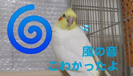 恐怖の台風がやってきた💦ときのようすです…オカメインコ