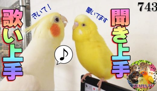 オカメインコの歌を真剣に聞くセキセイインコ（ミッキーマウスマーチ）面白可愛い動物癒し動画743 parakeet budgie Cockatiel