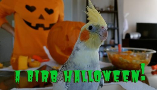 オカメとセキセイがジャコランタン作りに参加～A Birb Halloween! Budgie and Cockatiel Have Fun Pumpkin Carving