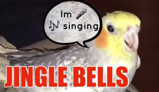 クウェートからオカメインコのジングルベル♪＋水浴び～COCKATIEL SING JINGLE BELLS AND TAKING SHOWER