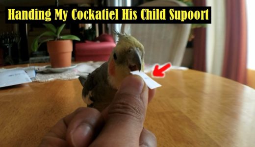 カリフォルニアのオカメインコ～Cockatiel Is TERRIFIED Of CHILD SUPPORT! Cockatiel Singing, Free Flight