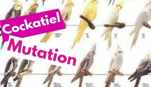 オカメインコの変種（品種） Cockatiel Mutations | Cockatiel Parrot Top Varieties |