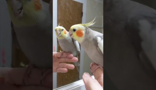 オカメインコのポーリーがお歌とおしゃべりの練習♪ Cockatiel (Paulie) Learning to Sing and Talk