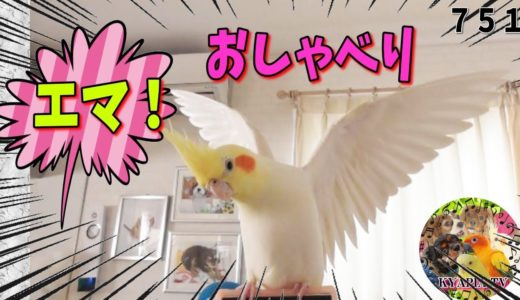 オカメインコ おしゃべり「エマ！」お怒り&笑顔❤動画751 Funny Parrots and Cute Birds.