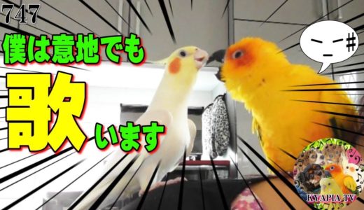 オカメインコ！しつこすぎるミッキーマウスマーチ&レオの進化｜歌・面白可愛い動物癒し動画747Funny Parrots and Cute Birds