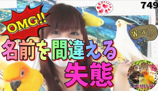 名前を間違える飼い主にオカメインコの反応は？セキセイインコも勢ぞろい❤動画749Funny Parrots and Cute Birds