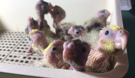 オカメインコの雛たち