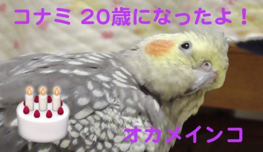 コナミ、ついに20歳に！　オカメインコ