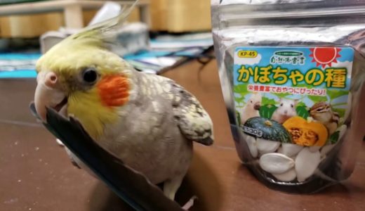 今日のチョコ&マリン🐥😊💖(オキナインコ&オカメインコ)