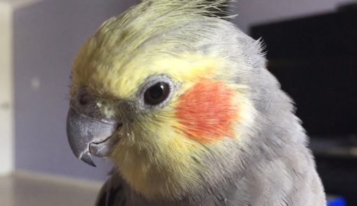 オーストラリアのオカメインコ、アレックス君の療養報告（大丈夫です！）～An Alex Update (he’s okay!)