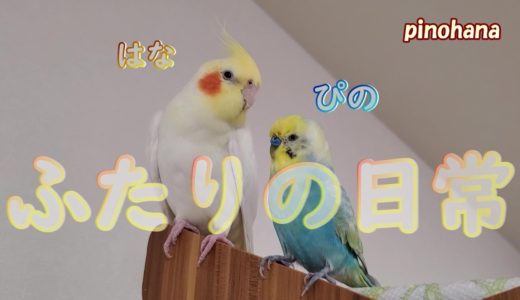 セキセイインコとオカメインコのとある日常です