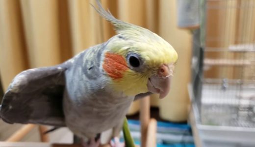 今日のチョコ&マリン🐥😊💕(オキナインコ&オカメインコ)