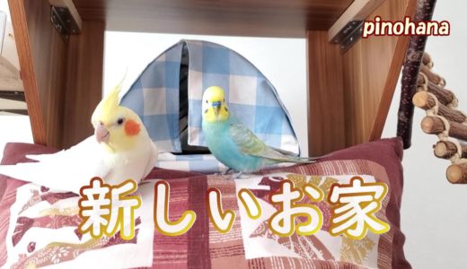 【オカメインコハウス】オカメインコのお家を作りました