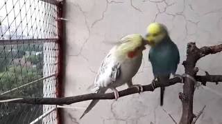 Budgie Flirting with Cockatiel – Funny Budgie Trying to Mate with Cockatiel