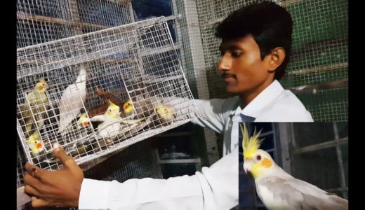 Cockatiel Bird Purchase And release at Colony / Cockatiel Parrot Price.