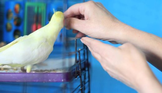 オカメインコをケージの外に出す方法How to Get a Cockatiel Out of the Cage : Bird Care & Training