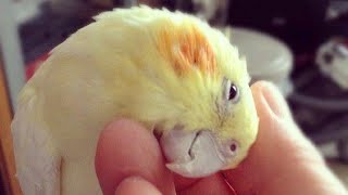 How to pet your cockatiel