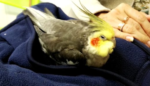 Sick Cockatiel, The last day of his life…
