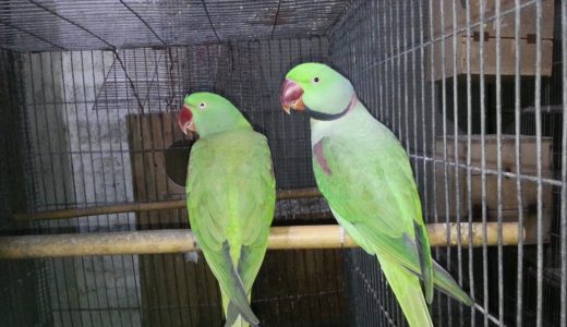 鳥類TV通販？～Visited at Birds Setup Java Cockatiel Budgies Lovebids sale