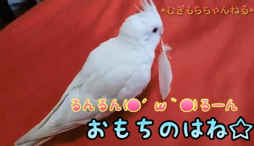 自分の羽根で遊ぶおもち。オカメインコのむぎとおもち