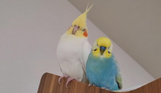 【母性(父性)】オカメインコがセキセイインコに母性（父性）本能が芽生えました