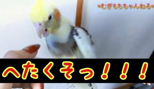 撫でるのが下手くそな飼い主をしつけるオカメインコのむぎとおもち