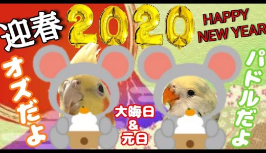 迎春 2020年 明けましておめでとう♪オカメインコのオズ&コザクラインコのパドル☆エソラちゃんねる