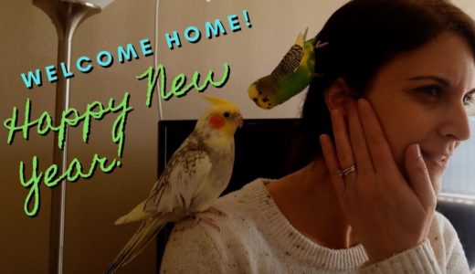 Happy New Year’s Reunion with Pillow and Pearl | Budgie and Cockatiel Friends