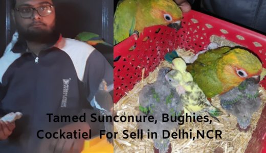 Tamed Sunconure, Bughies, Cockatiel & Green chick counure For Sell in Delhi,NCR