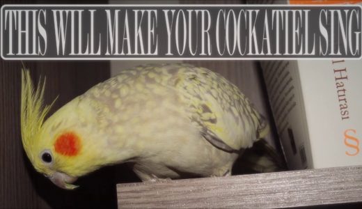 This will make your cockatiel sing