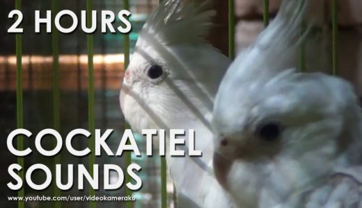 WHITE FACED COCKATIEL SOUNDS (HQ Audio) – Male & Female Cockatiels