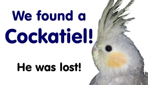 We Helped Rescue a COCKATIEL!