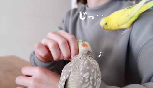 まとわりつくセキセイインコとオカメインコ Cockatiel Budgie vlog