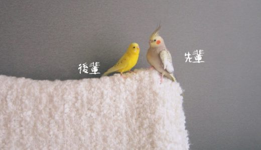 セキセイインコとオカメインコの力関係 おやつを食べ、部屋を飛び回る日常 Cockatiel Budgie vlog