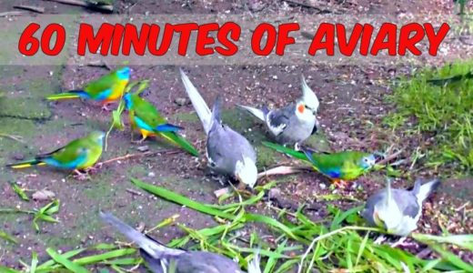 1 Hour of Aviary (60 Minutes Narration Free Birds) Cockatiel Companion Parrots Quail Pheasants