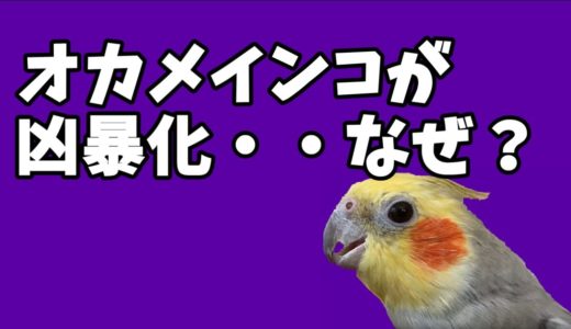 【オカメインコ】ペットのオカメインコが凶暴化・・の話