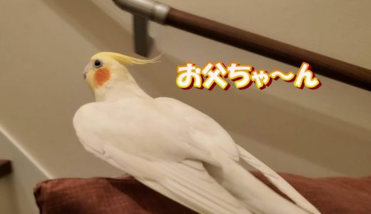 【オカメインコ】お父ちゃんの帰りを待ちわびるオカメインコのはな　　pinohana