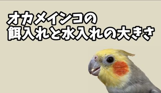 【オカメインコ】餌入れと水入れの大きさの話