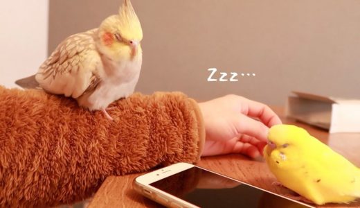 食べて遊んで寝るセキセイインコとオカメインコ Cockatiel budgerigar