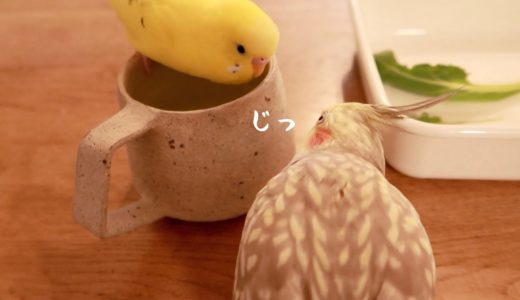 かじる鳥を警備する鳥、窓辺でおしゃべり セキセイインコとオカメインコの日常 Cockatiel Budgerigar vlog