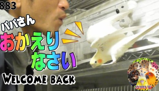 飼い主帰宅に最高級のお出迎え！オカメインコ・大好きなパパと再会｜面白可愛い動物癒し動画883 Funny Parrots and Cute Birds