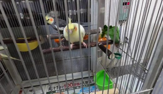 オカメインコ「ファル子」食いしん坊 ①