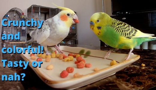 Birdy Crispy Treats with Pillow the Budgie and Pearl the Cockatiel