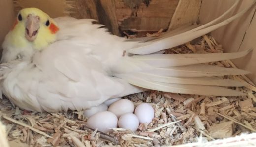 Cockatiel eggs