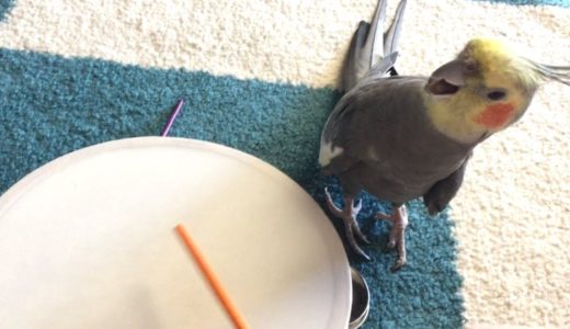 Cockatiel plays the tambourine