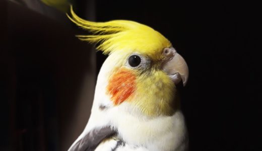 DinoMania | Timon the Cockatiel | My pet bird